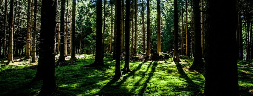 loi biodiversité